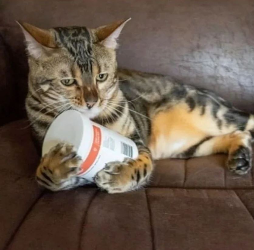 Cats NG