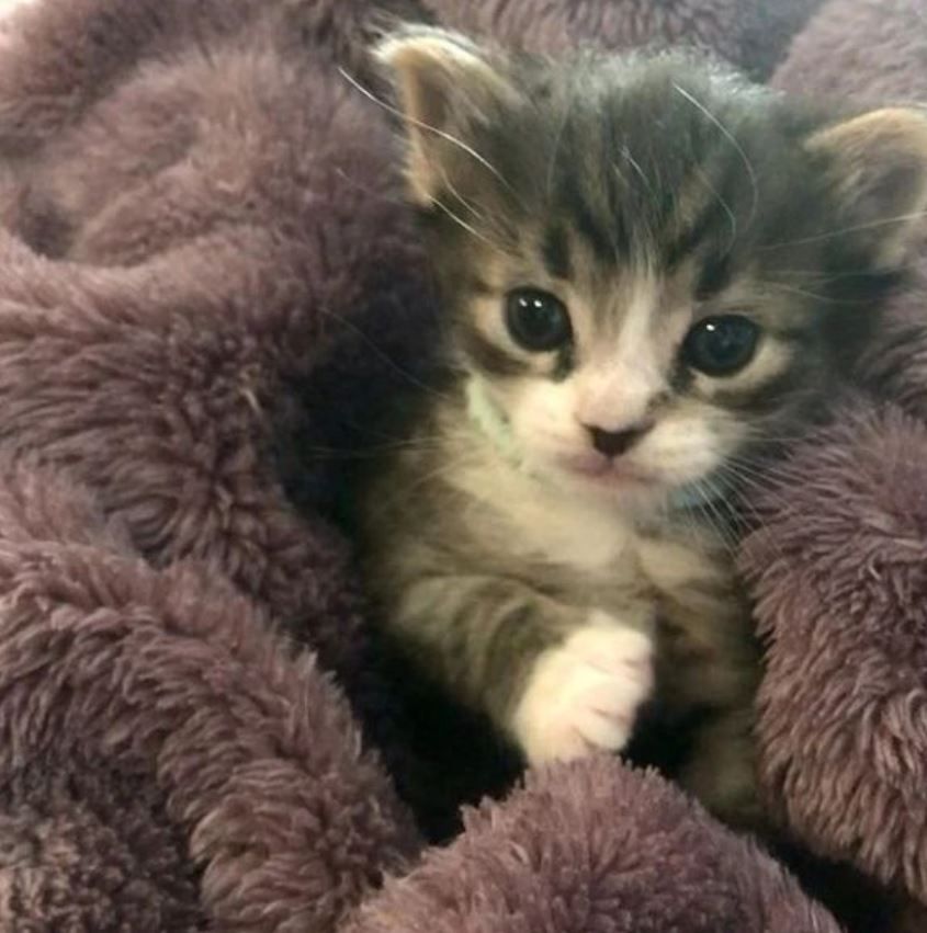 Kittens NG
